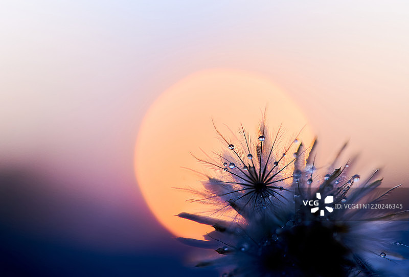 近景枯萎的花和水滴在日落前图片素材