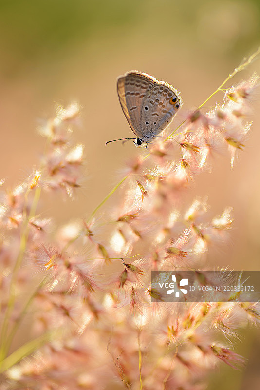 草地上的蝴蝶图片素材