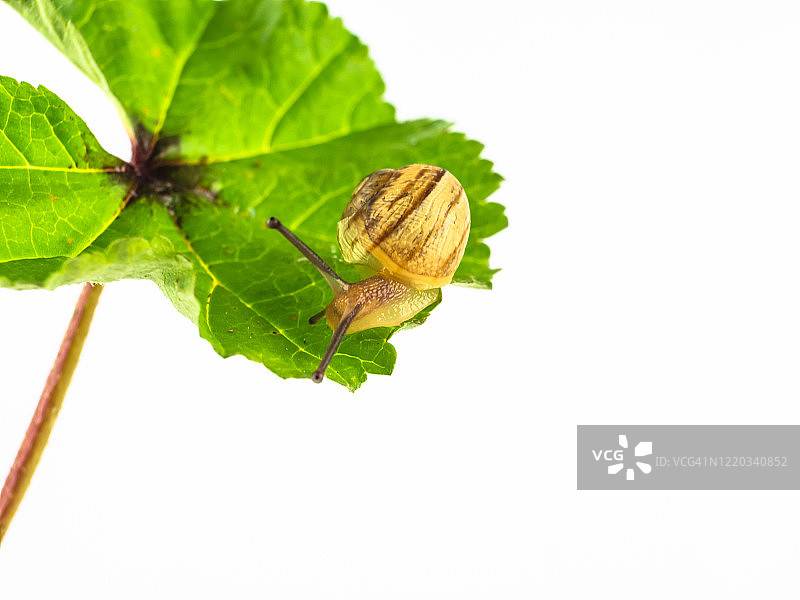 近距离花园蜗牛(螺旋asppersa)在绿叶上图片素材