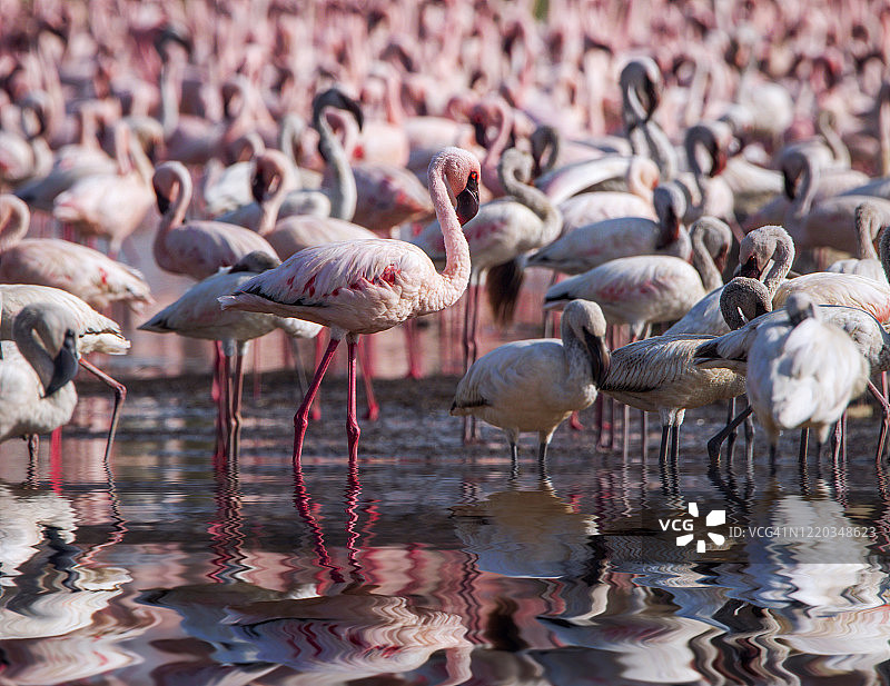 纳库鲁湖火烈鸟群，肯尼亚图片素材