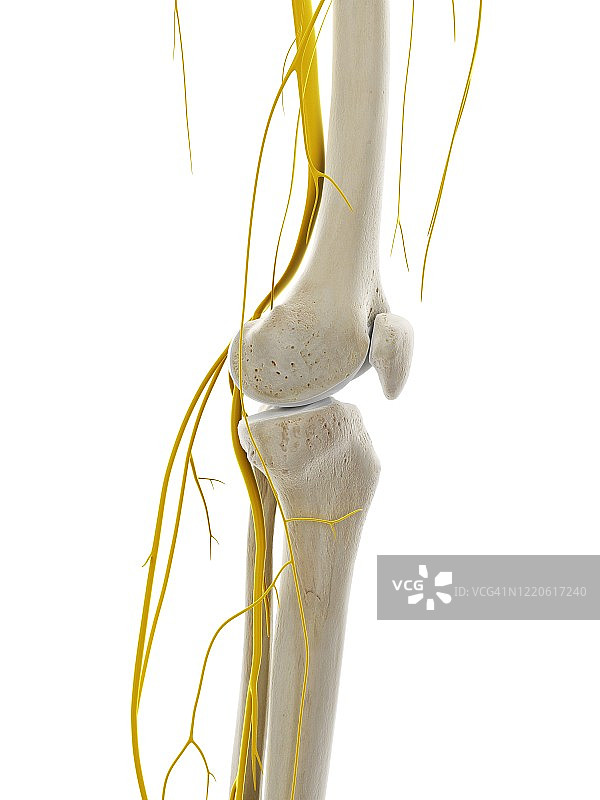 膝盖神经，说明图片素材