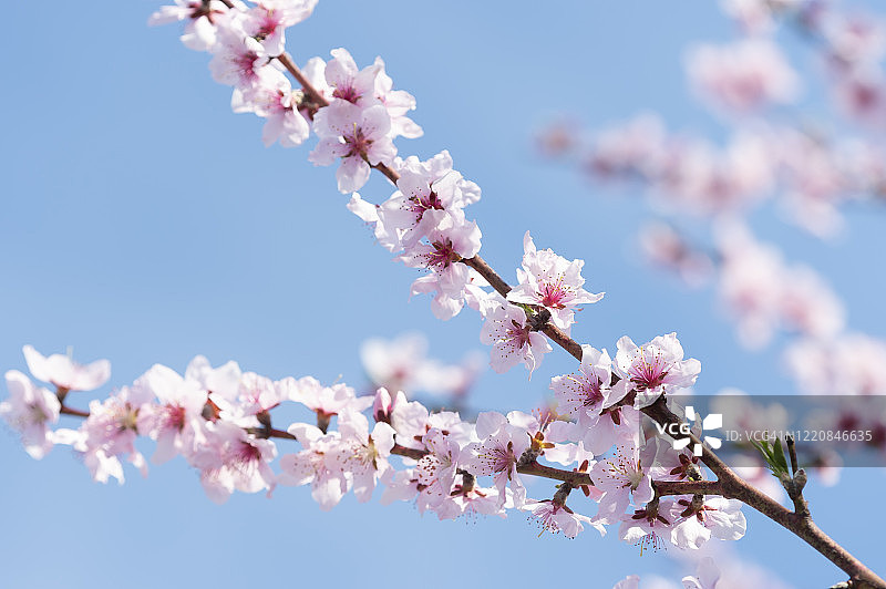 杏Blossoms_4图片素材