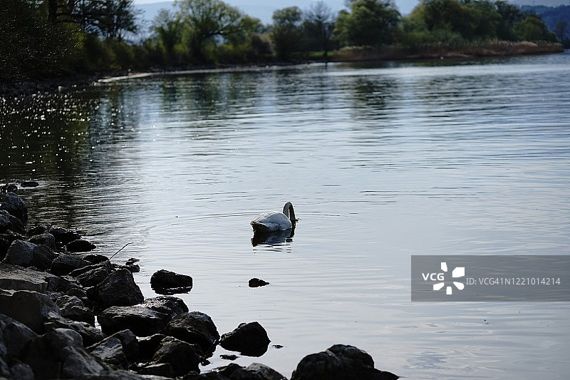 水里的天鹅。Waterbird图片素材