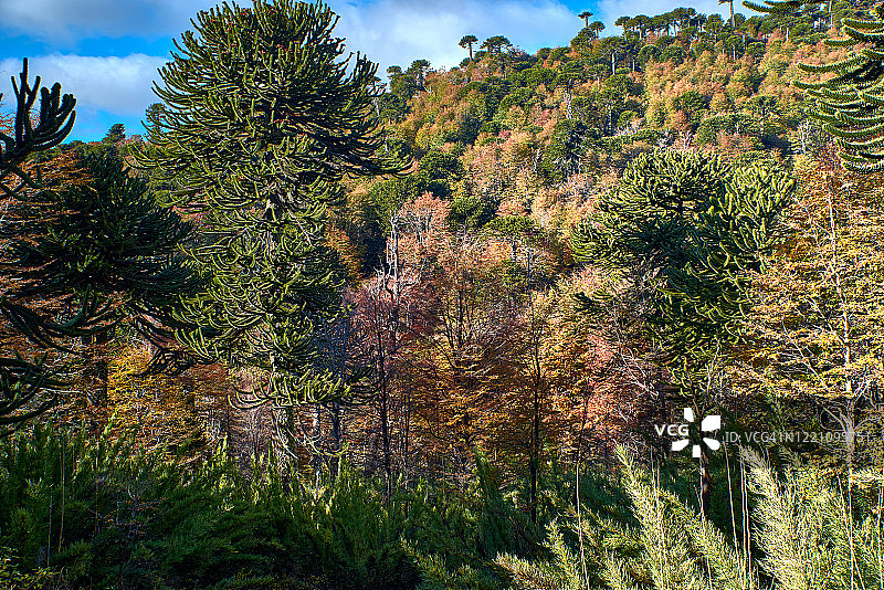 郁郁葱葱、五彩缤纷的秋天森林，有Araucarias - malalcahuello - naalcas国家公园图片素材