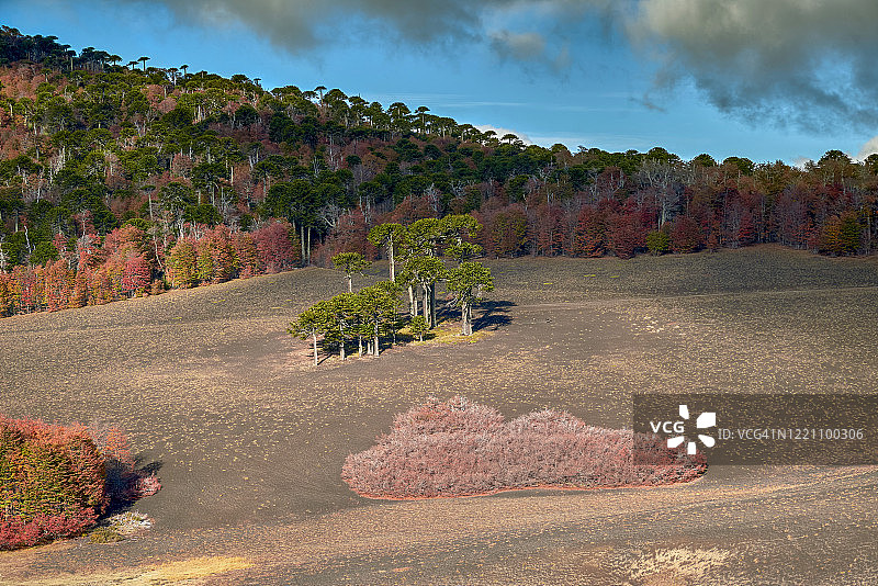 一个阿劳卡里亚斯岛矗立在秋天的山坡上——马拉卡胡洛-纳尔卡斯国家公园图片素材
