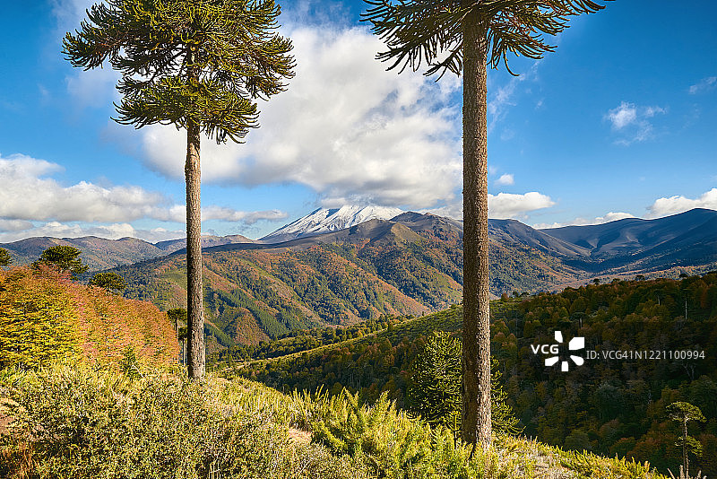 朗基梅火山的景色，前景是阿劳卡里亚斯-马拉卡胡洛-纳尔卡斯国家公园图片素材