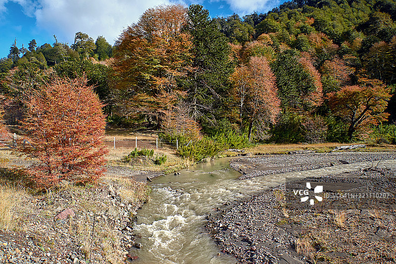 科廷河的支流流经秋天的森林-马拉卡胡洛-纳尔卡斯国家公园图片素材