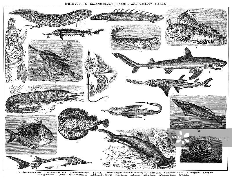 种类，鱼类学分类-板鳃鱼，硬鳃鱼和骨鱼。古董插图，出版于1894年图片素材