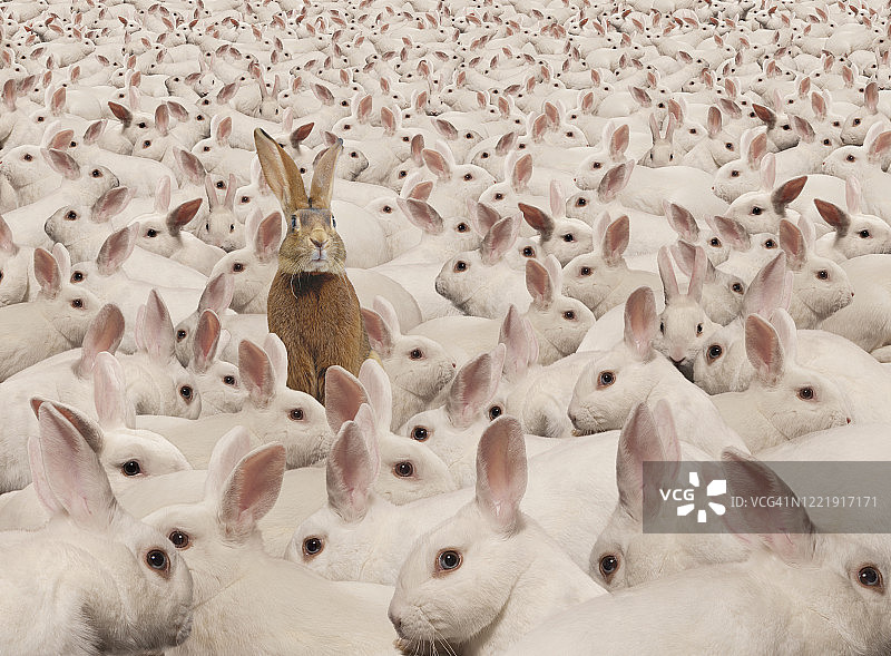 长耳大野兔和兔子图片素材