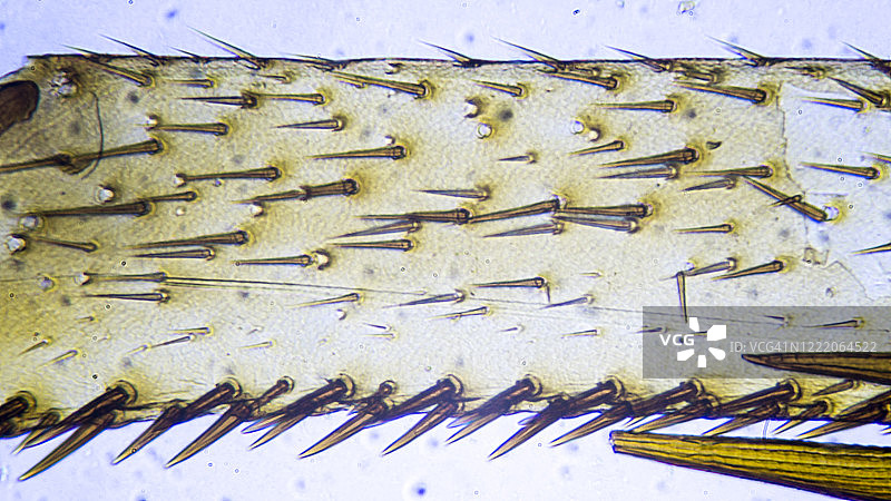 蟑螂腿的显微图像图片素材