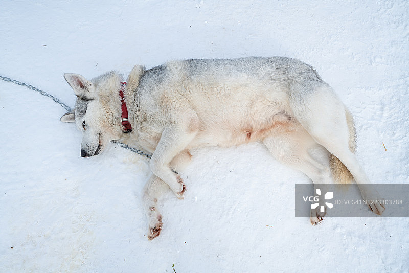 在芬兰参加雪橇活动的西伯利亚哈士奇犬图片素材