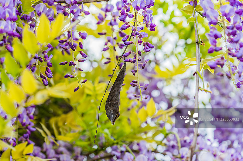 日本紫藤(wisteria floribunda)。豆荚图片素材