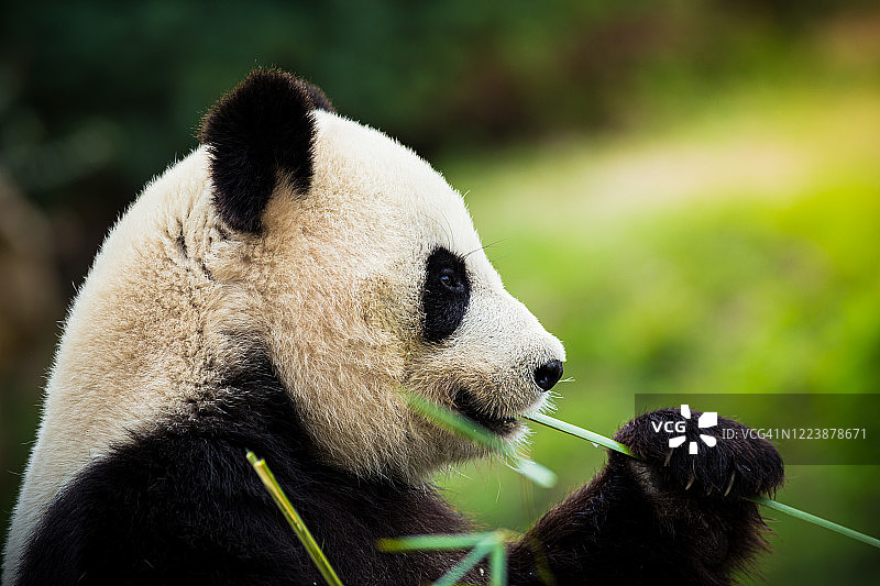 大熊猫图片素材