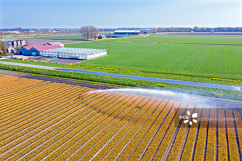 从盛开的郁金香地里，浇水洒在荷兰乡间图片素材