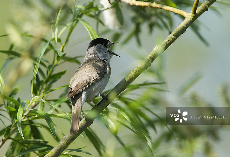 春天，一只正在唱歌的雄性黑冠莺(黑冠莺)栖息在柳树的树枝上。图片素材