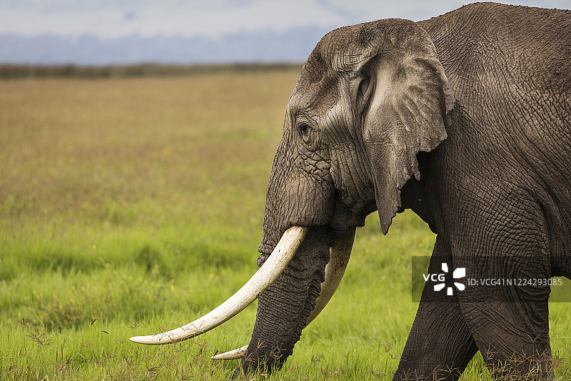 坦桑尼亚恩戈罗戈罗国家公园，大象在吃草。非洲的野生自然。图片素材