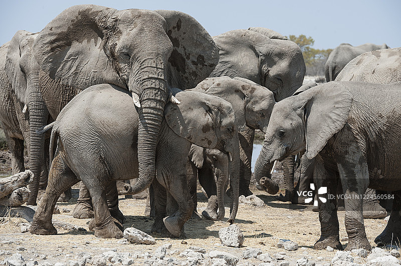 大象聚集在一个水坑，伊托沙国家公园，纳米比亚图片素材