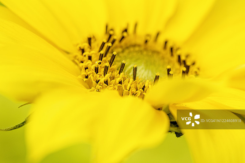 特写图像美丽的夏天开花，充满活力的黄色向日葵-向日葵在柔和的阳光-图片素材