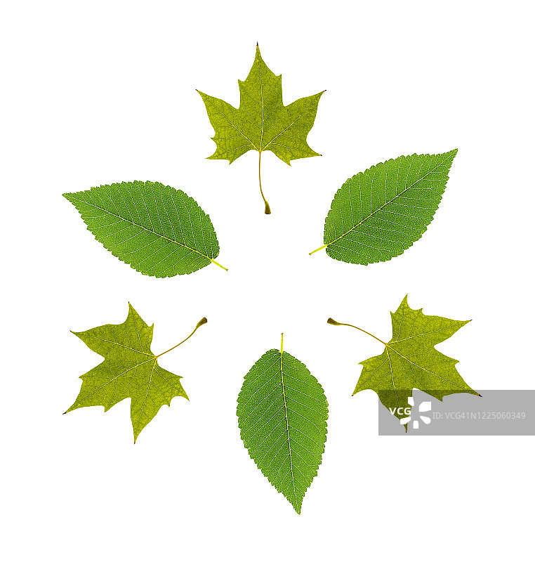 完整的框架，特写枫叶和绿叶形成一个圆圈在白色的背景。图片素材