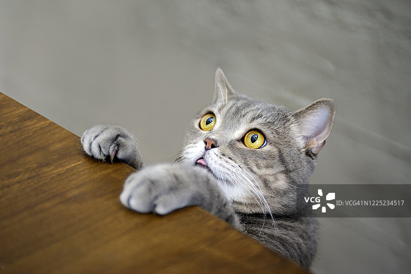 猫从桌子后面躺下。肥胖的灰色英国类毛猫。图片素材