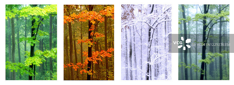 四季树图片素材