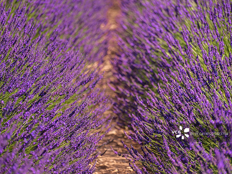 法国普罗旺斯，紫色的薰衣草田盛开图片素材