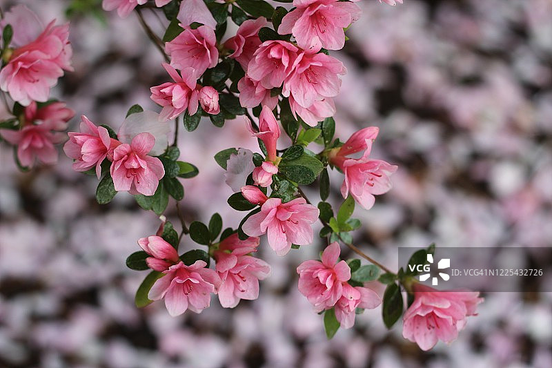 粉红色的杜鹃花映衬着樱花花瓣图片素材