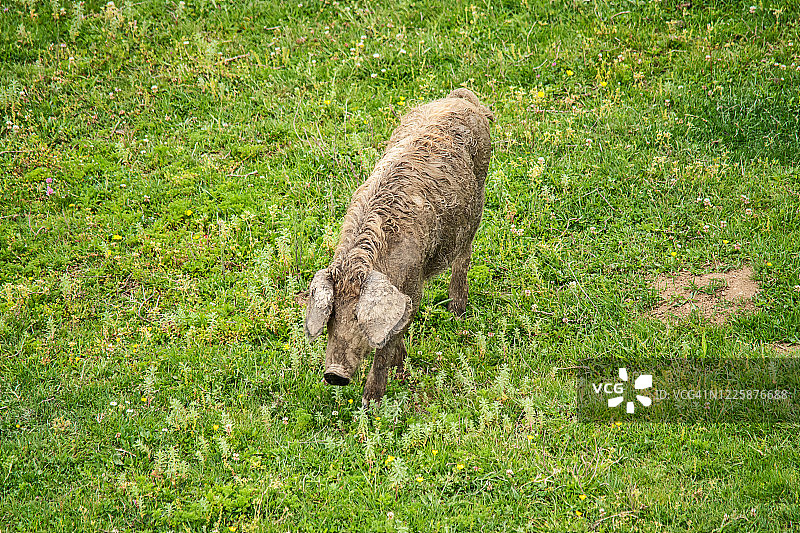 可爱的脏兮兮的小猪在草地上孤独地走着。图片素材