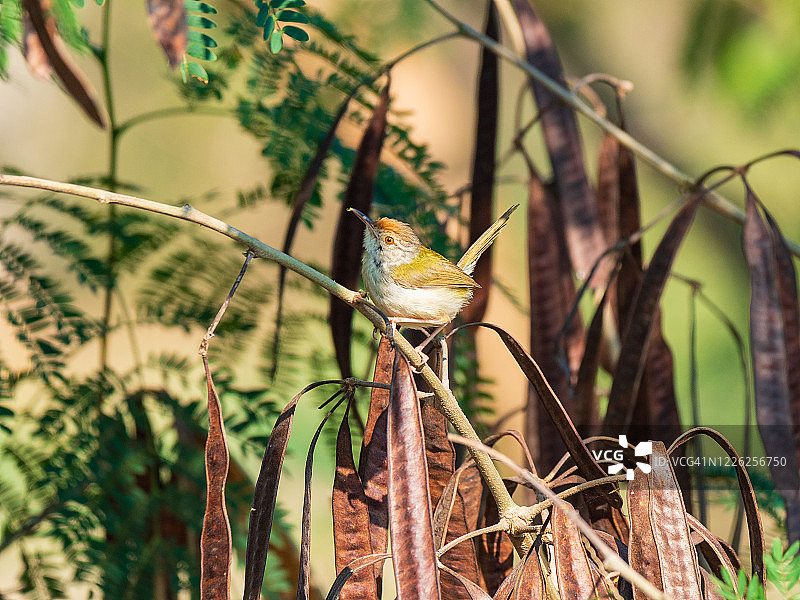 小热带鸟栖息在绿色茂盛的树叶中的小枝上。常见的缝叶莺图片素材