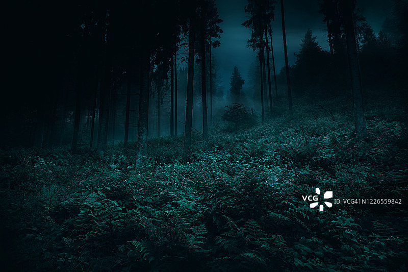 迷雾之间的树木，神奇神秘的夜晚，黑暗的云杉与蕨类的幽灵森林。前景上有丰富的植被。万圣节的背景。图片素材