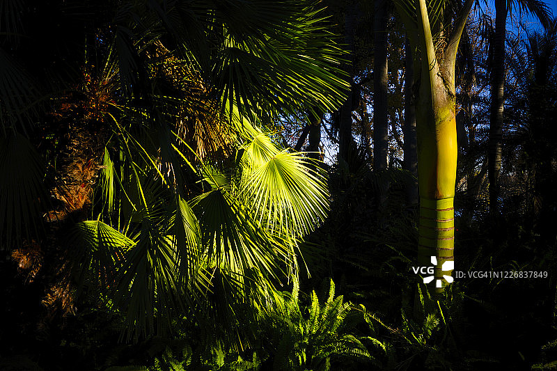 棕榈树花园里闪闪发光的棕榈叶图片素材