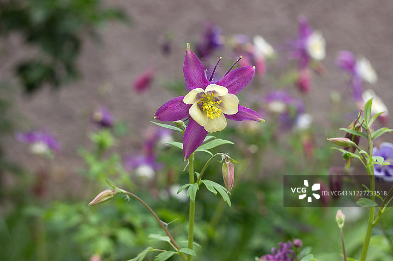耧斗菜夜莺-娇嫩的春花。花园里开着淡紫色的花图片素材