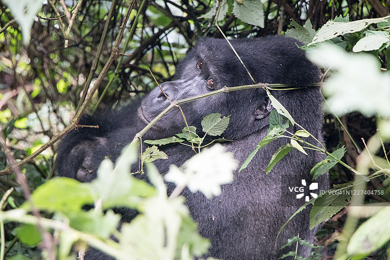 布温迪国家公园的山地大猩猩图片素材