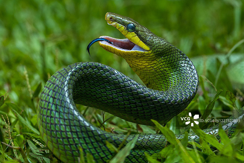 盘绕的gonyosoma蛇准备攻击，印度尼西亚图片素材