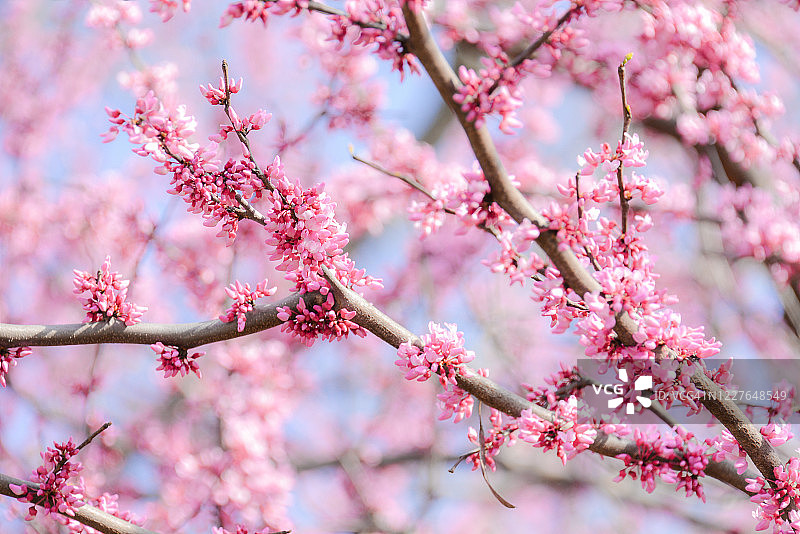 粉红色的樱花图片素材