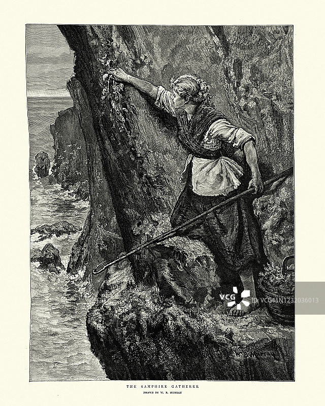 19世纪维多利亚时期，一名女子在岩石海岸采集海篷布图片素材