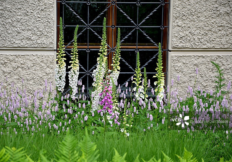 高大庄严的毛地黄植物长期以来一直被包括在花园区域，那里的垂直兴趣和可爱的花是理想的。地黄花长在茎、花床、墙、窗上图片素材