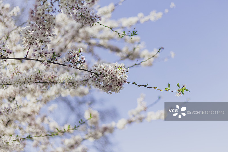 盛开的樱花映衬着湛蓝的天空。图片素材