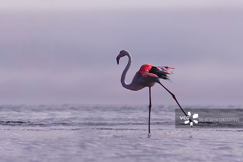 非洲野生鸟类。一只粉红色的非洲火烈鸟在环礁湖周围寻找食物图片素材
