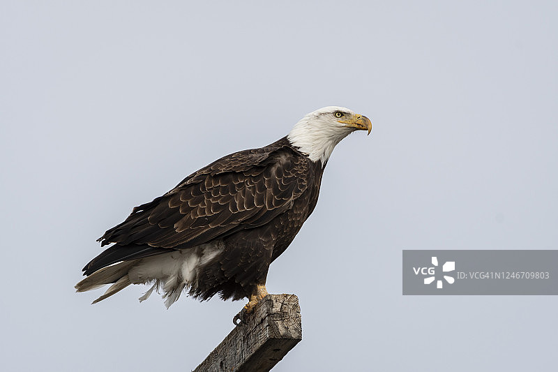 一只野生秃鹰站在电线杆旁寻找猎物图片素材