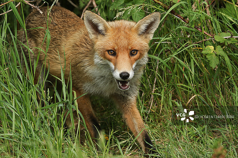 一只壮观的野生狩猎红狐(Vulpes Vulpes)。图片素材