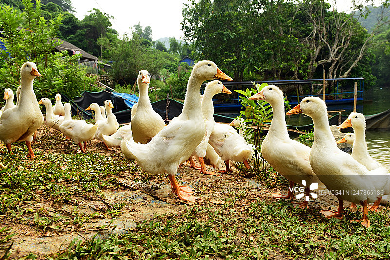 越南巴比国家公园的一个村庄里的一群鸭子图片素材