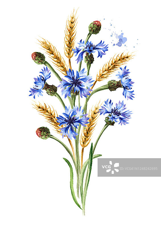 一束矢车菊和麦穗。手绘水彩插图，孤立的白色背景图片素材