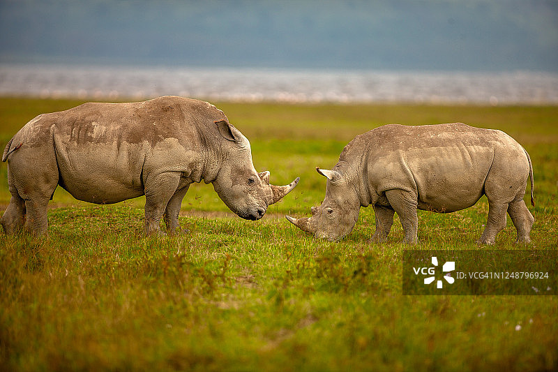 两只白犀牛正在举行交配仪式图片素材