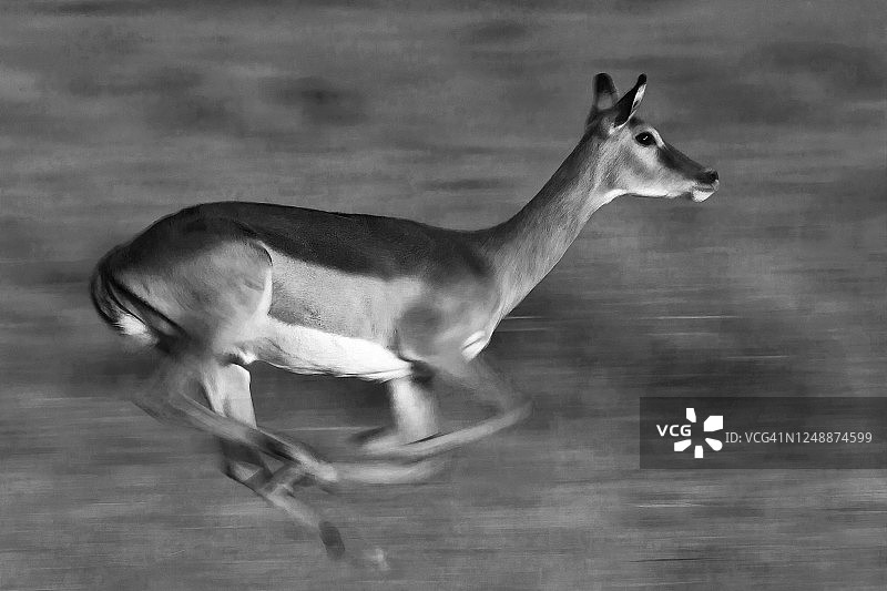 马赛马拉的一只雌性黑斑羚正在躲避捕食者的威胁图片素材