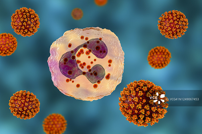 SARS-CoV-2病毒和激活的中性粒细胞，插图图片素材