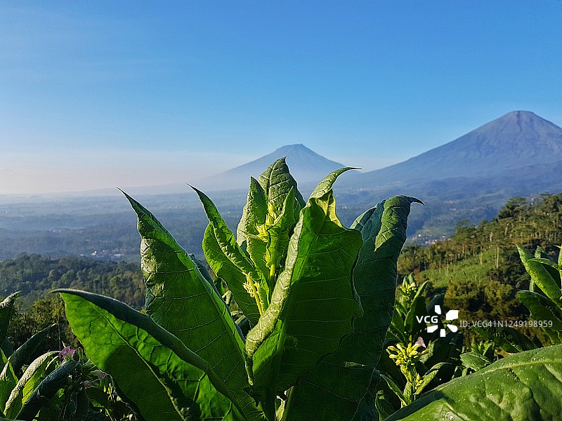 风景如画的烟草种植园Against Sindoro山和Sumbing山，中爪哇图片素材