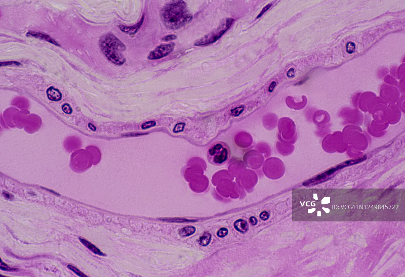 小静脉有红细胞和一个白细胞及内皮，25X图片素材