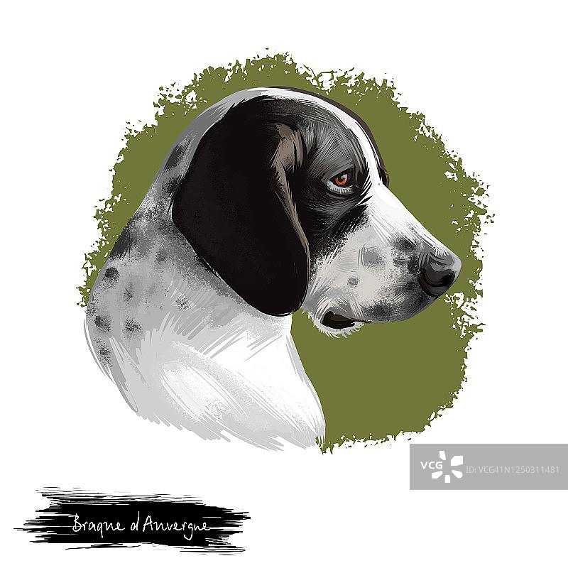 布拉克d'奥弗涅犬品种孤立在白色背景数字艺术插图。型猎犬侧面观，短，有光泽的被毛为白色中夹杂黑色，手绘家养小狗宠物。图片素材
