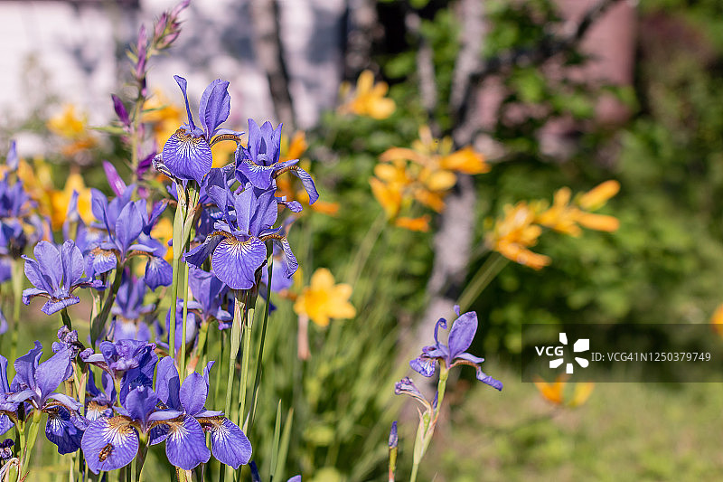 盛开的紫色的鸢尾花。鲜艳的紫色蝴蝶花。鸢尾-一种装饰性的园林植物。阳光明媚的户外，美丽的蓝色花朵，蝴蝶花在花坛上。园艺，自然之美，选择性聚焦图片素材